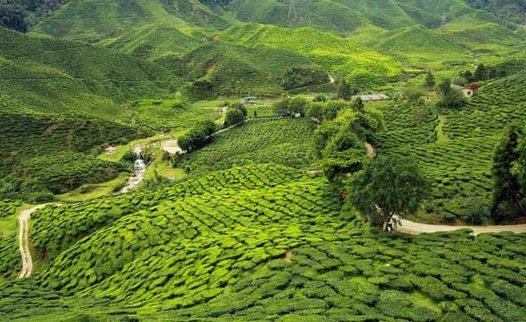 tea garden