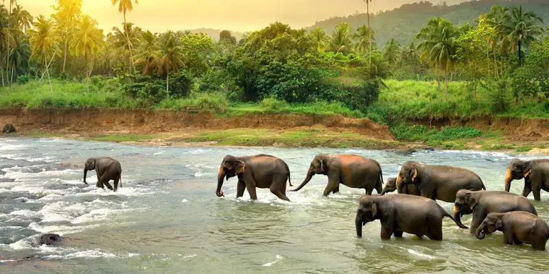 Thekkady Tour