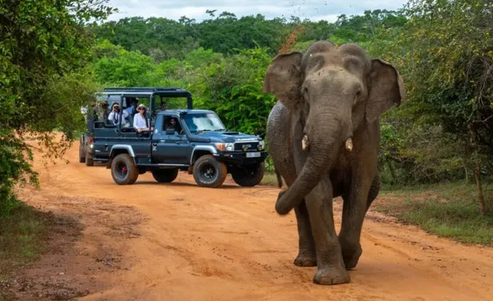 Yala National Park Safari ride