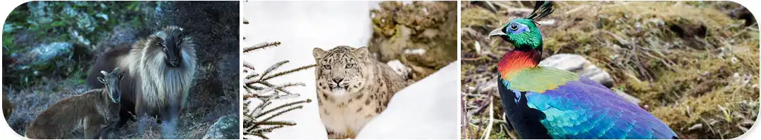 manali wildlife sanctuary