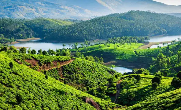 munnar is a popular for tea garden