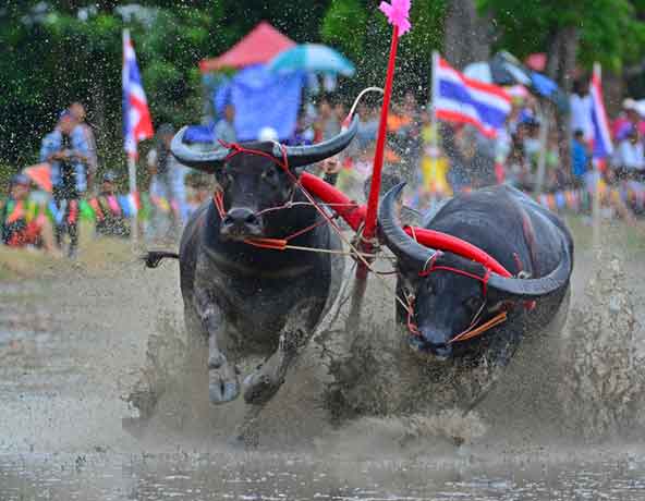 Buffalo Racing Festival (Wing Kwai) Chonburi