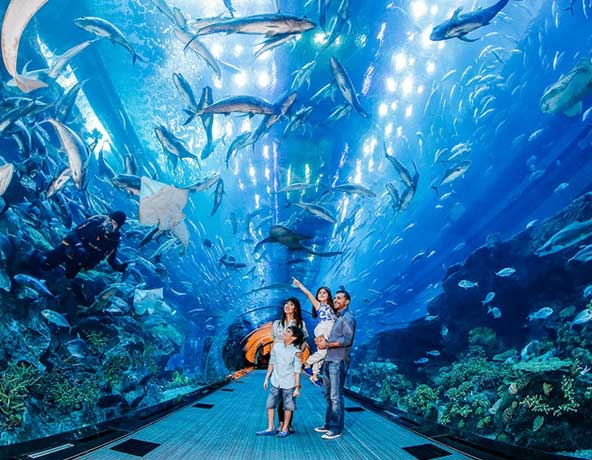Meet the fishes in the Dubai Aquarium