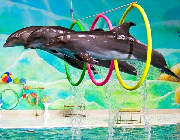Witness the stunning Dubai Dolphinarium