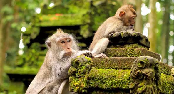 Greet the monkeys at the Ubud Monkey Forest