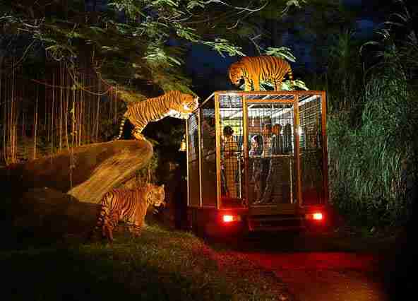 Enjoy a Night Safari