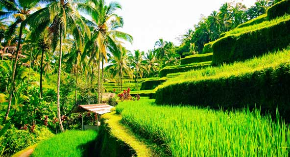 Pay a visit to the awesome Tegallalang Rice Terraces