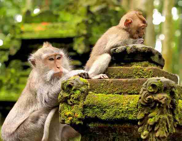 Ubud Monkey Forest