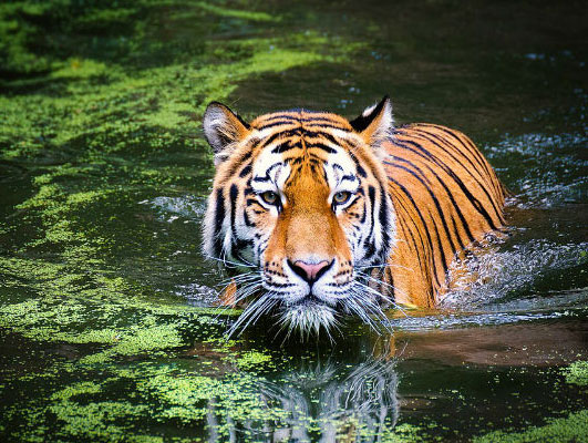 Jim Corbett with Nainital Tour