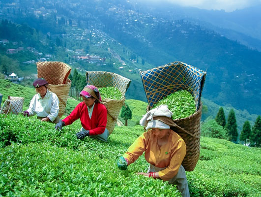 Darjeeling Gangtok Tour