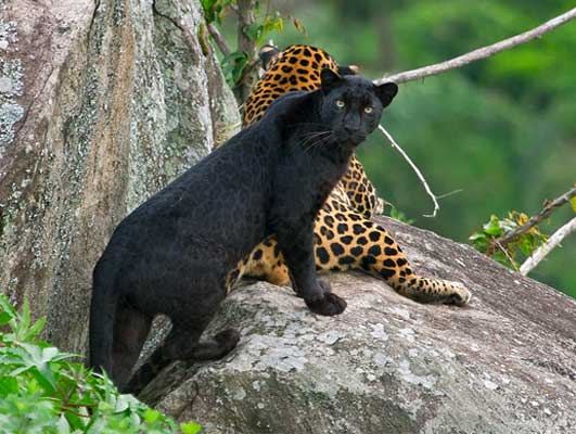 Coorg Tour With Kabini