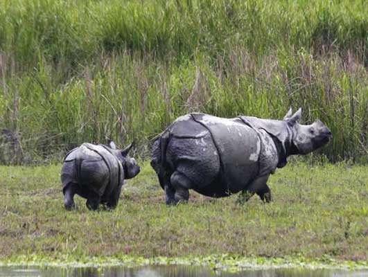 Adventurous Assam Tour Package