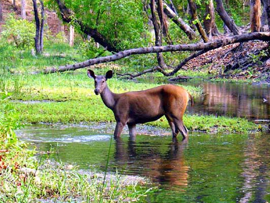 Short Escape to Bandhavgarh