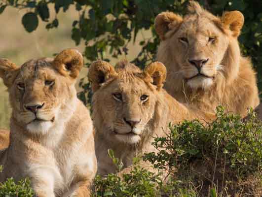 Wildlife Safari in Gujarat