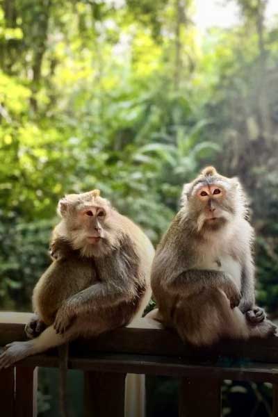 Ubud Monkey Forest